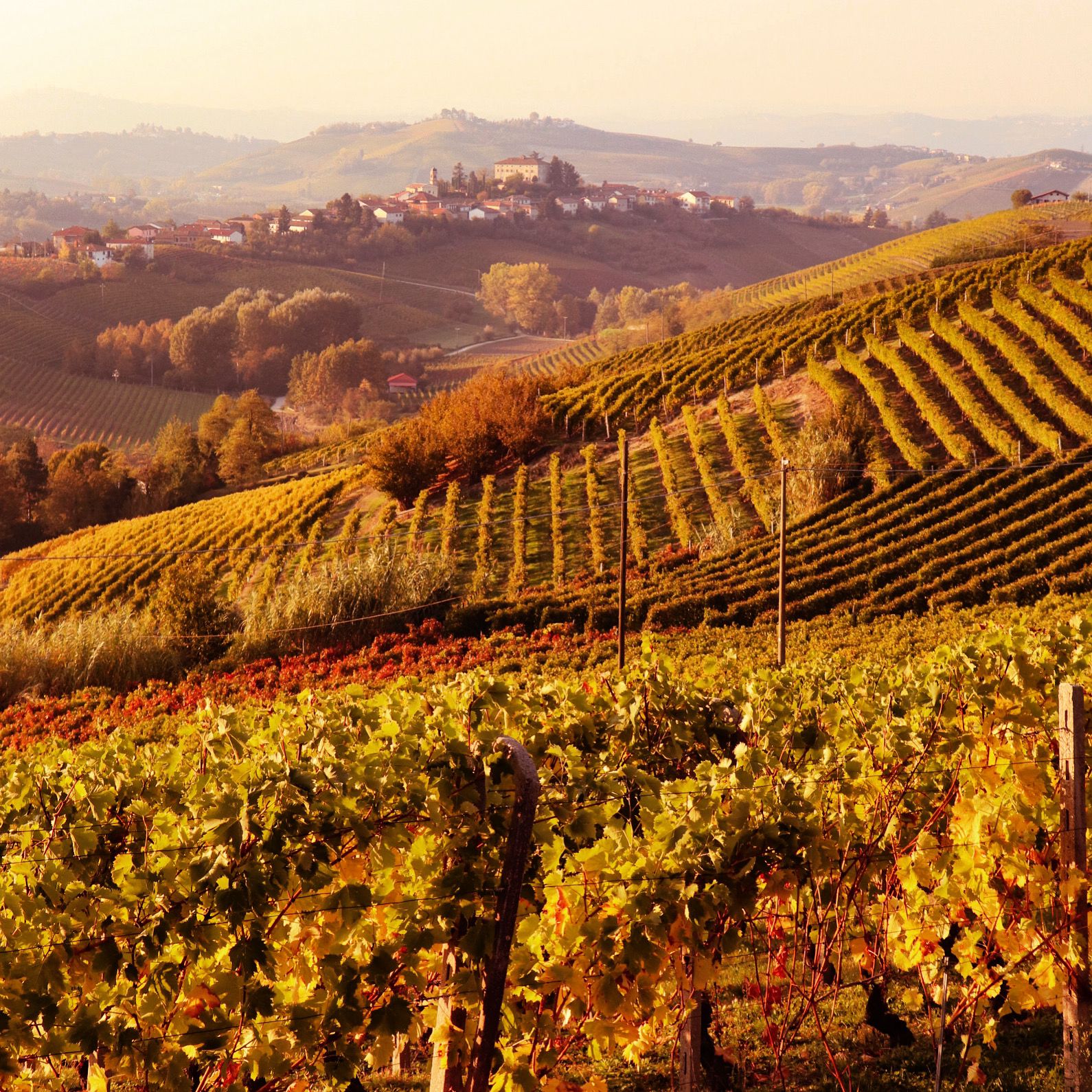 Un vigneto nella Langhe, metà di uno dei viaggi di gruppo organizzato da Elisa Ilari la Travel Designer di cui parla il sito